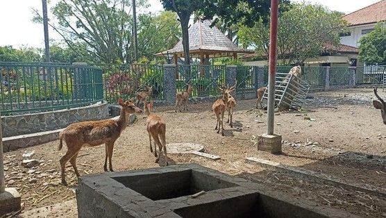 Bupati Tulungagung Soroti Kebun Binatang Mini Tak Terawat, Siapkan Langkah Tegas Evaluasi Anggaran