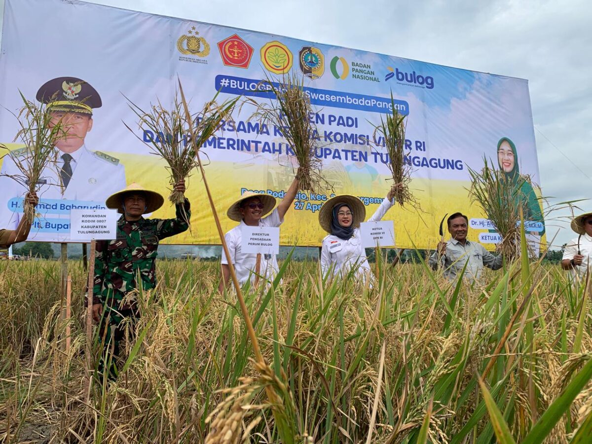 Ketua Komisi VI DPR RI Hadiri Panen Raya di Tulungagung