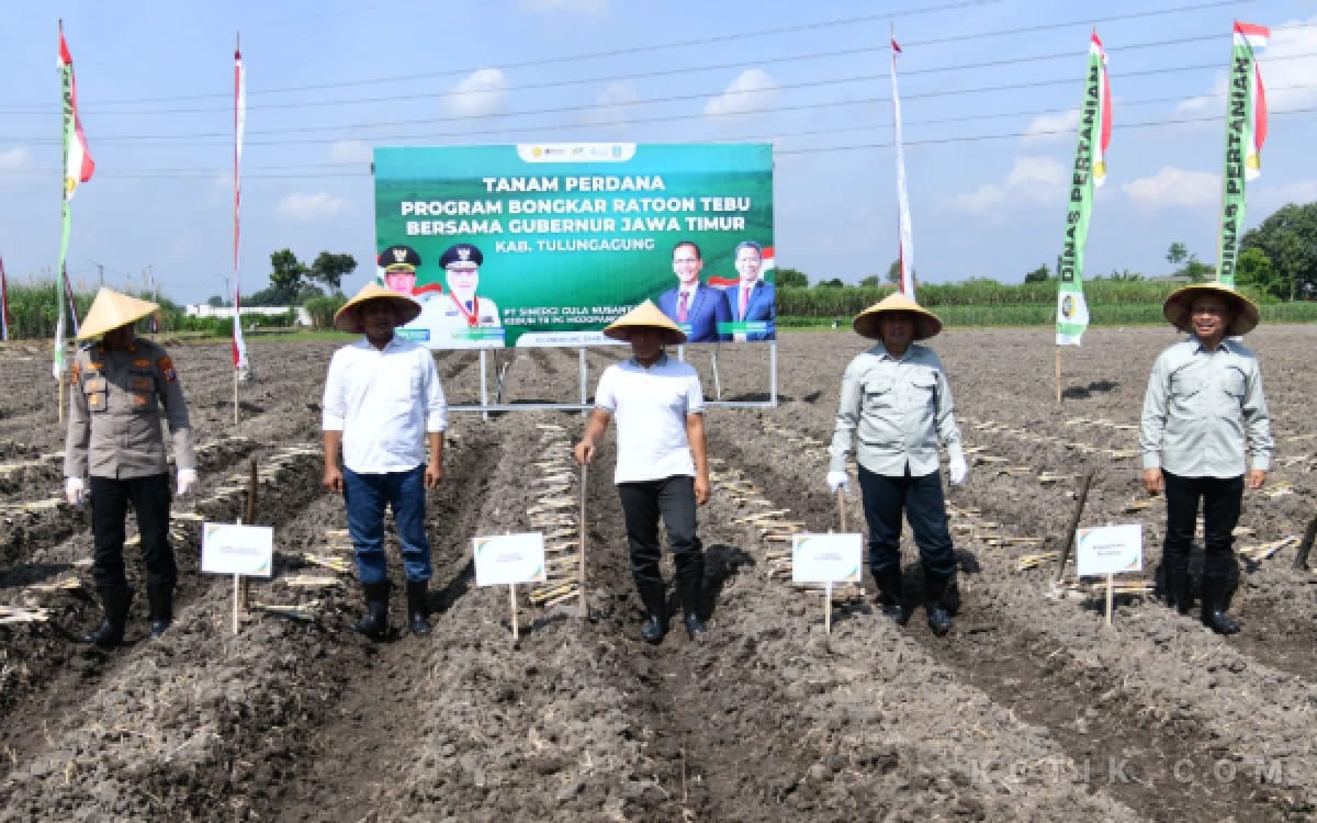 Tanam Perdana Bongkar Ratoon Tebu di Tulungagung, Perkuat Langkah Menuju Swasembada Gula Nasional