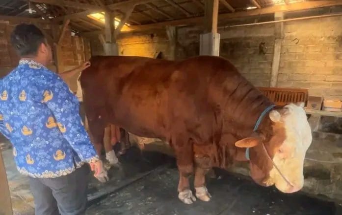  Nyaris Mati karena PMK, Sapi Jumbo Milik Peternak Trenggalek Jadi Kurban Presiden RI