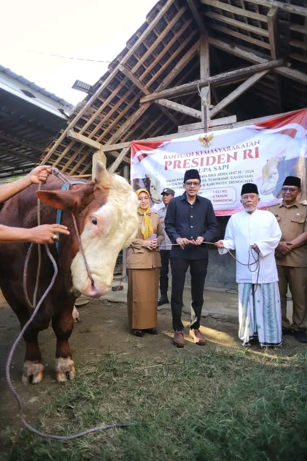 Wabup Syah Serahkan Bantuan Sapi Kurban Presiden Prabowo untuk Warga Trenggalek